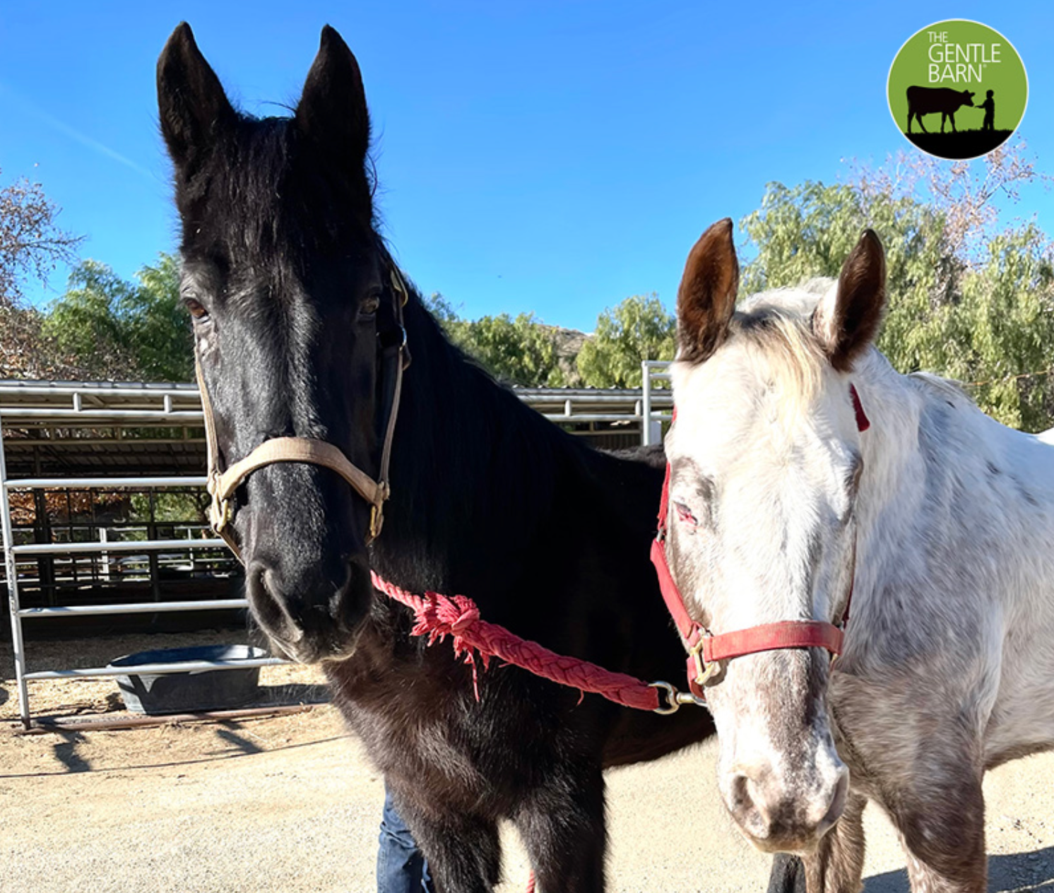 New Love at The Gentle Barn