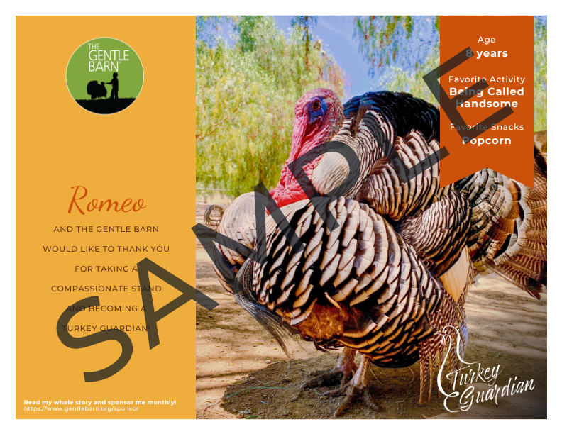 Our Amazing Gentle Barn Flock: Turkeys from both of our locations