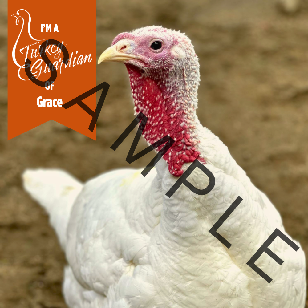 Flock Plus: Our Amazing Gentle Barn Flock: Turkeys from all of our locations