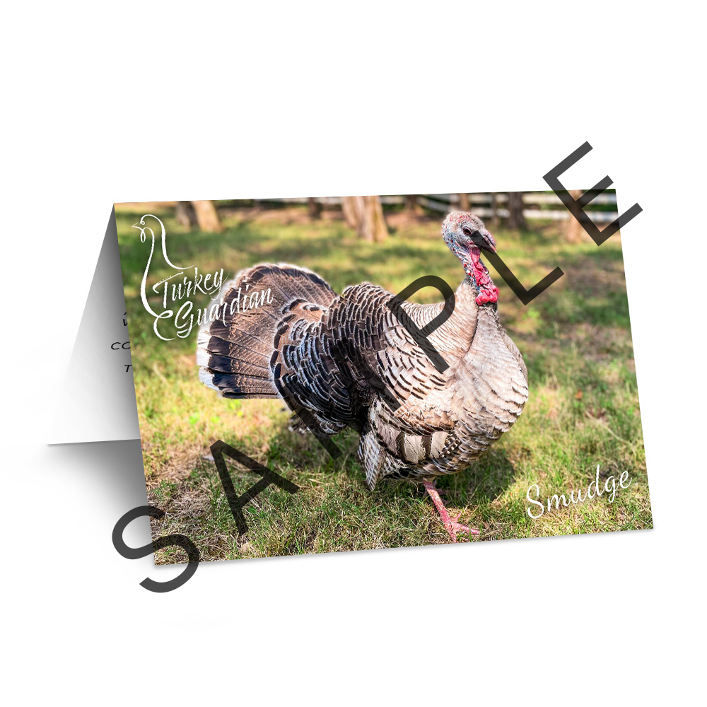 Flock Plus: Our Amazing Gentle Barn Flock: Turkeys from all of our locations