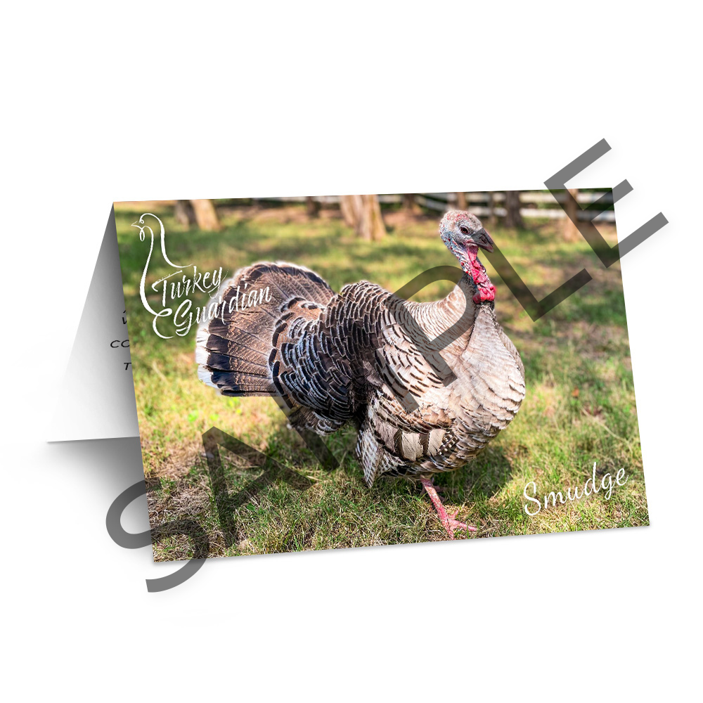 Our Amazing Gentle Barn Flock: Turkeys from both of our locations