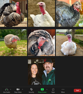 Flock Plus: Our Amazing Gentle Barn Flock: Turkeys from all of our locations