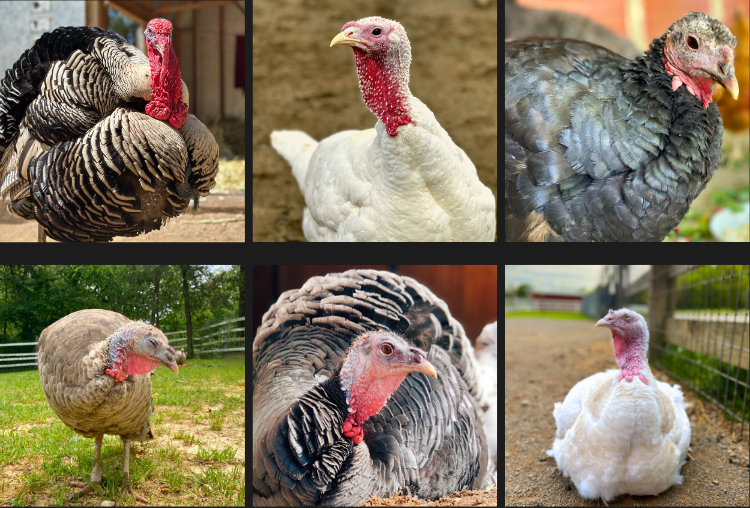 Flock Plus: Our Amazing Gentle Barn Flock: Turkeys from all of our locations