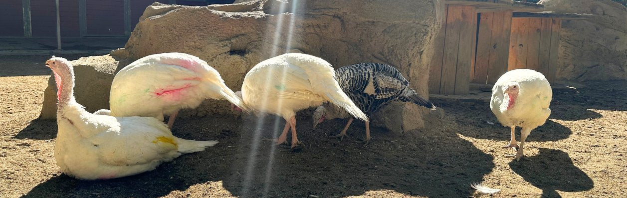 Become a Turkey Guardian