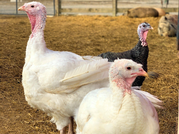Our Amazing Gentle Barn Flock: Turkeys from both of our locations