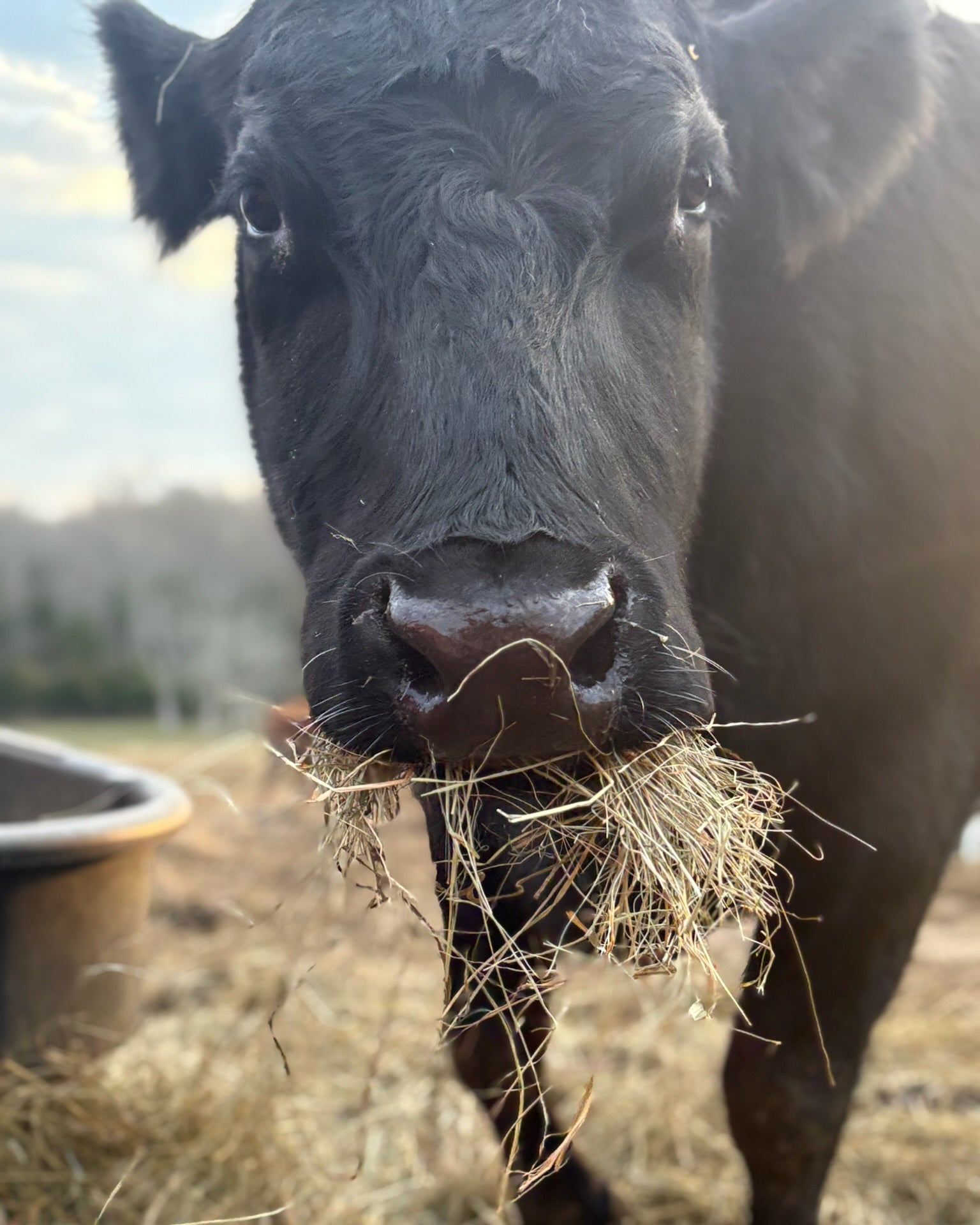 Bale of Hay - $25 ea