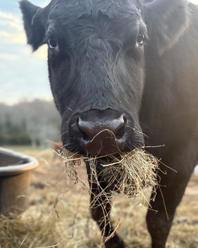 Bale of Hay - $25 ea