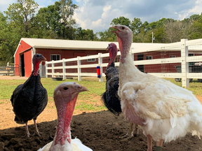 Our Amazing Gentle Barn Flock: Turkeys from all of our locations