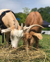 Bale of Hay - $25 ea