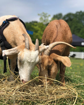 Bale of Hay - $25 ea