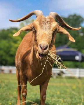 Bale of Hay - $25 ea