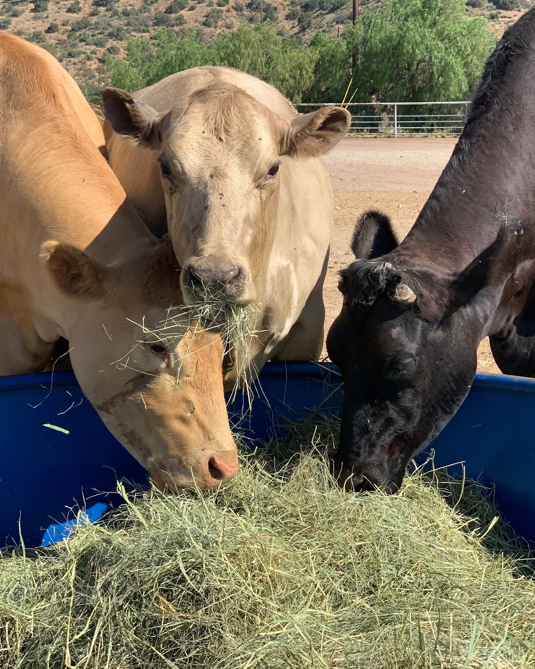 Bale of Hay - $25 ea