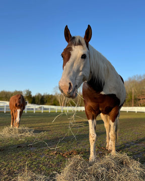 Bale of Hay - $25 ea