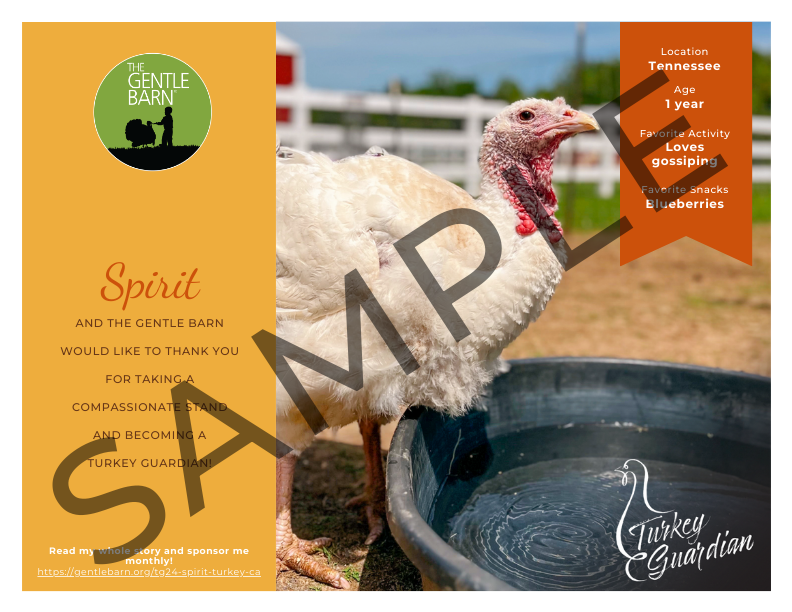 Flock Plus: Our Amazing Gentle Barn Flock: Turkeys from all of our locations