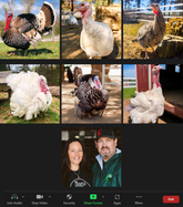 Flock Plus: Our Amazing Gentle Barn Flock: Turkeys from all of our locations