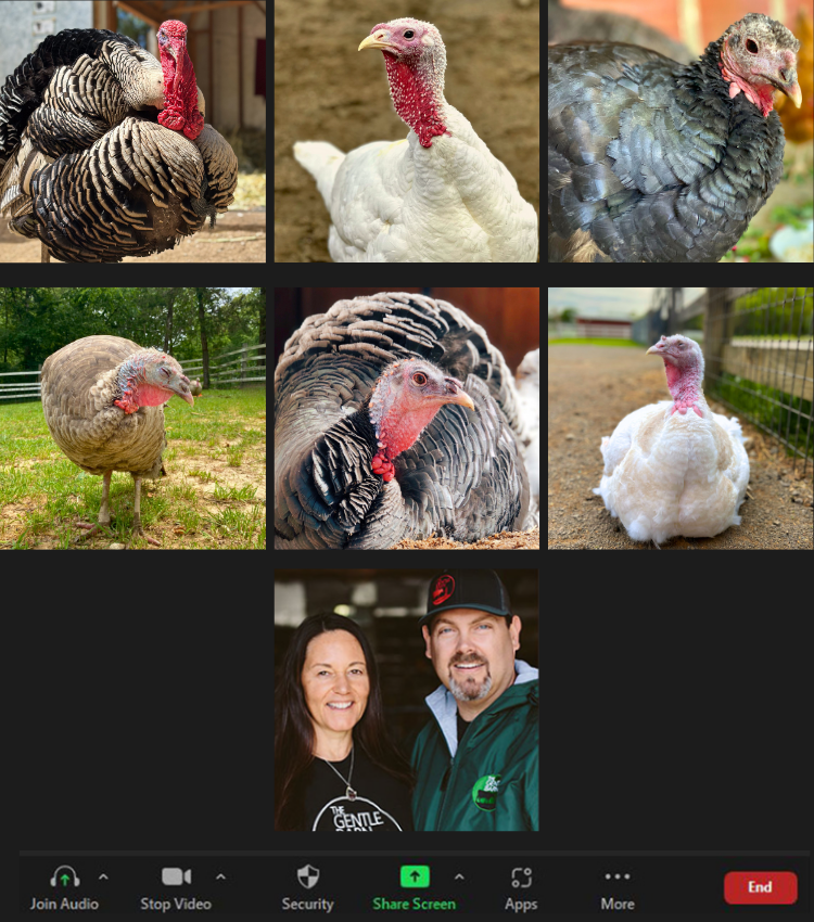 Flock Plus: Our Amazing Gentle Barn Flock: Turkeys from all of our locations