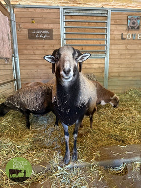 Bale of Hay - $25 ea