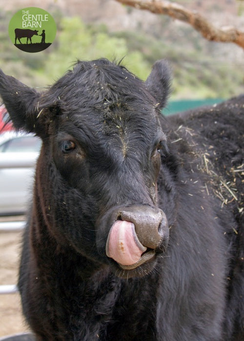 Bale of Hay - $25 ea
