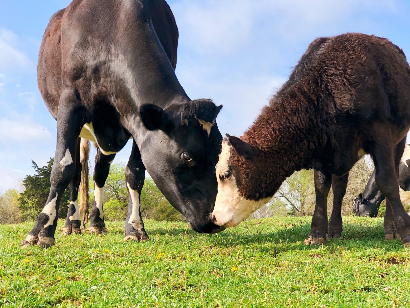 Barnyard Kid's Tumbler — The Moody Heifer Boutique