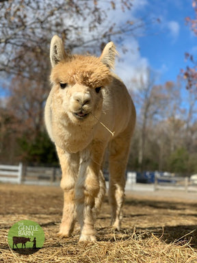 Bale of Hay - $25 ea