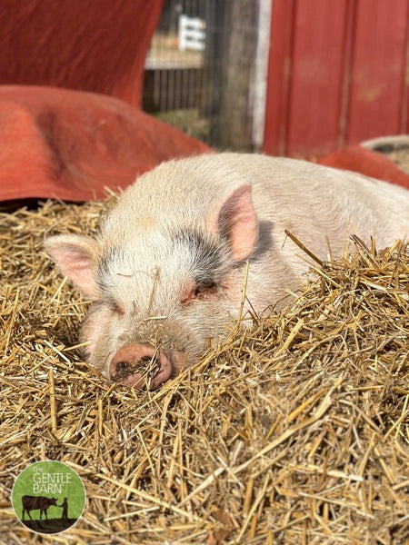 Bale of Hay - $25 ea