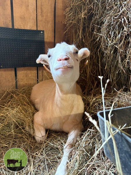 Bale of Hay - $25 ea