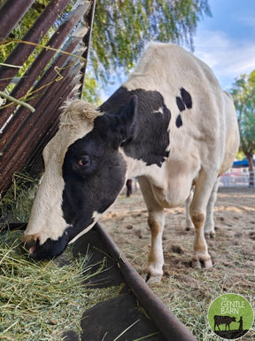Bale of Hay - $25 ea